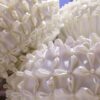 Round Off White with white pearl smocking cushion
